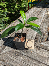 Load image into Gallery viewer, Hoya multiflora, Shooting Star Hoya, Pick Your Plant!
