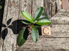 Load image into Gallery viewer, Hoya multiflora, Shooting Star Hoya, Pick Your Plant!
