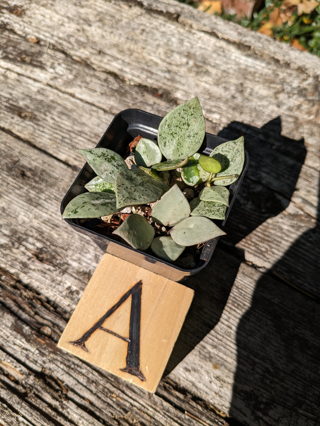 Hoya krohniana 'Super Silver', Pick Your Plant!