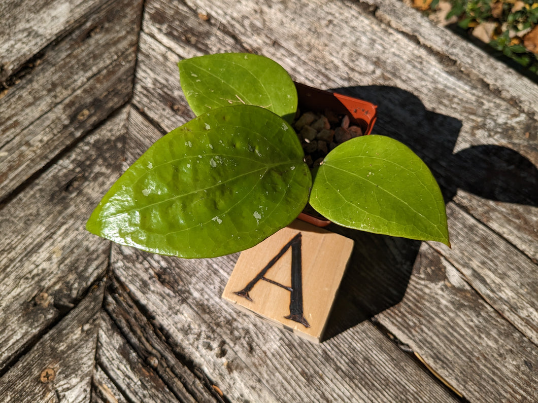 Hoya balaensis, Pick Your Plant!