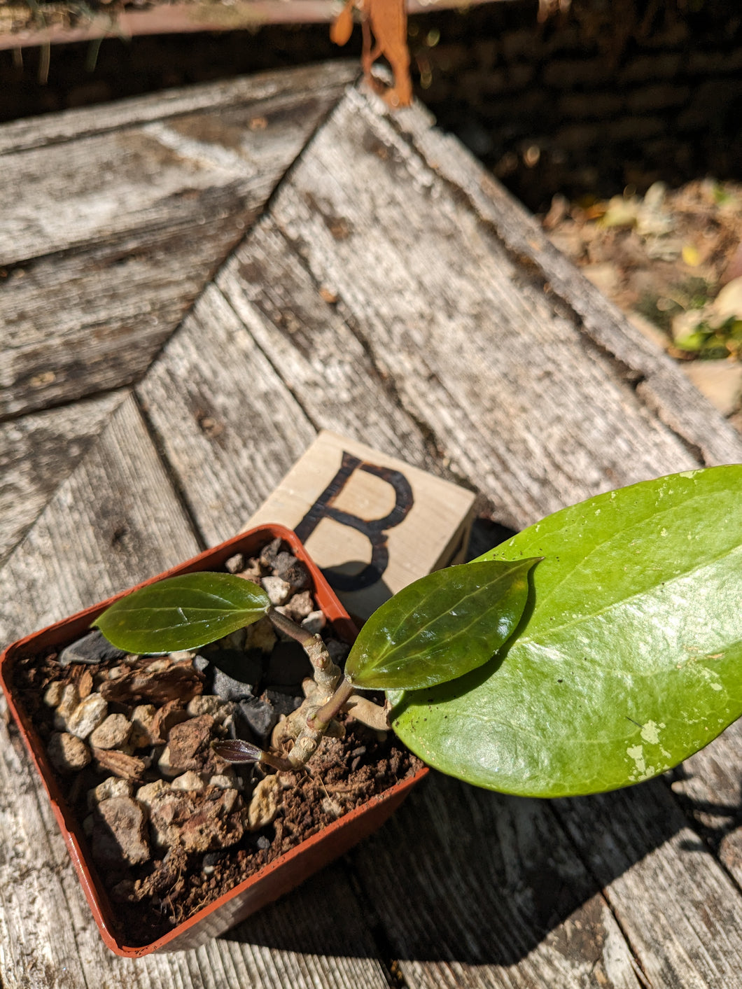 Hoya balaensis, Pick Your Plant!