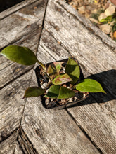 Load image into Gallery viewer, Hoya lacunosa
