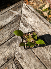 Load image into Gallery viewer, Hoya lacunosa
