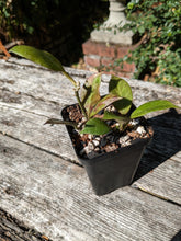 Load image into Gallery viewer, Hoya lacunosa
