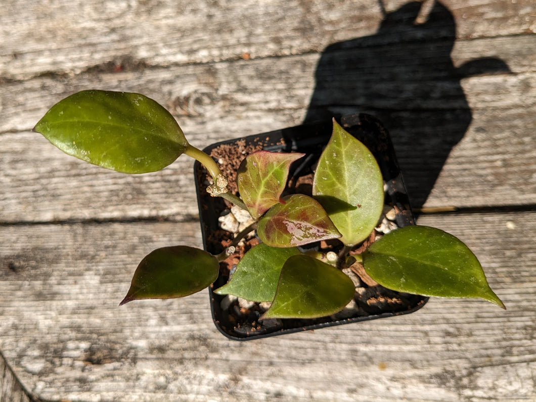 Hoya lacunosa