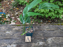 Load image into Gallery viewer, Raphidophora, Dragon Tail 4-Inch, Pick Your Plant!
