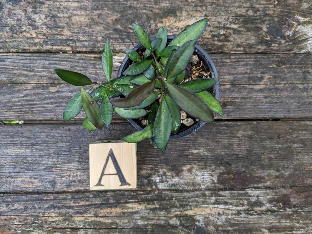 Hoya 'Rosita', 4-Inch, Pick Your Plant!