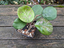 Load image into Gallery viewer, Hoya obovata, 4-Inch, Exact Plant!
