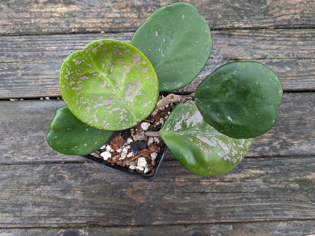 Hoya obovata, 4-Inch, Exact Plant!