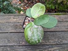 Load image into Gallery viewer, Hoya obovata, 4-Inch, Exact Plant!
