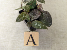Load image into Gallery viewer, Hoya caudata &#39;Sumatra&#39;, 4-inch, Pick Your Exact Plant!
