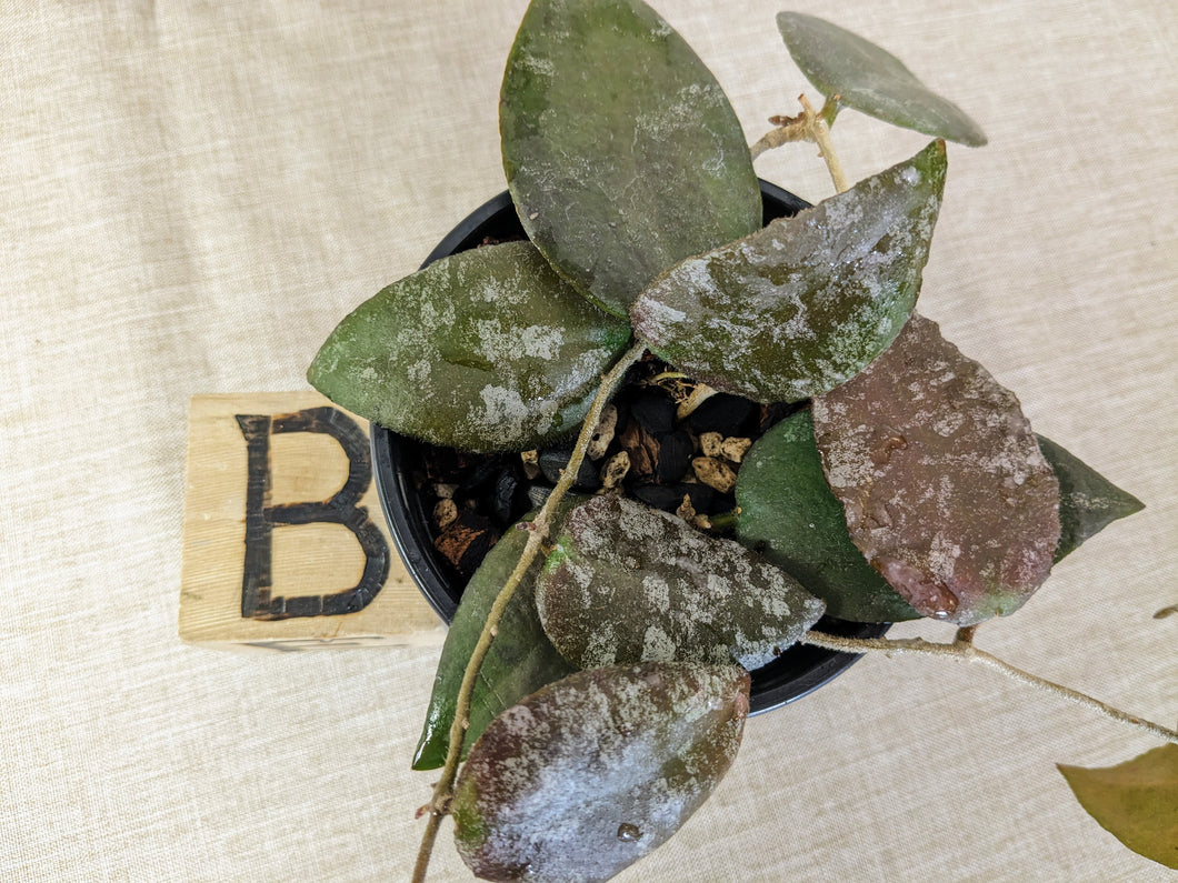 Hoya caudata 'Sumatra', 4-inch, Pick Your Exact Plant!