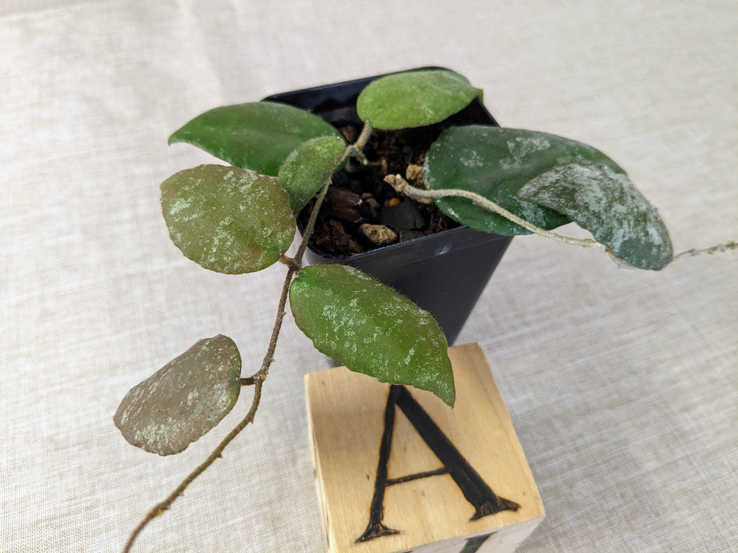 Hoya Caudata Sumatra, 2 inch, Pick Your Plant!