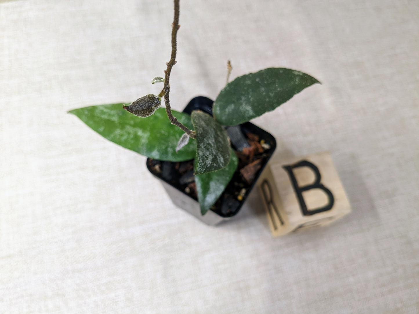 Hoya Caudata Sumatra, 2 inch, Pick Your Plant!