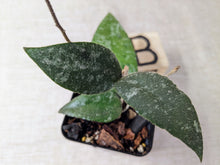 Load image into Gallery viewer, Hoya Caudata Sumatra, 2 inch, Pick Your Plant!
