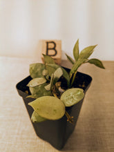 Load image into Gallery viewer, Hoya lacunosa &#39;Silver Mint Coin&#39;, 2-Inch, Pick Your Exact Plant!
