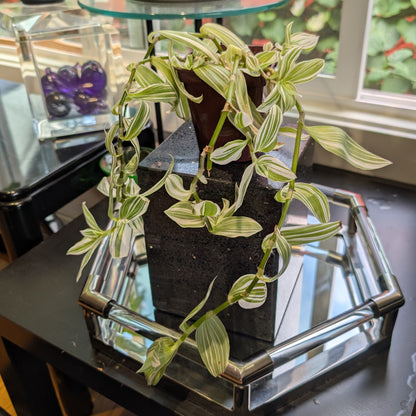 Tradescantia 'Pistachio White' 4" pot