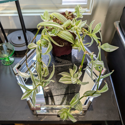 Tradescantia 'Pistachio White' 4" pot