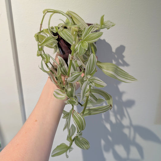 Tradescantia 'Pistachio White' 4" pot