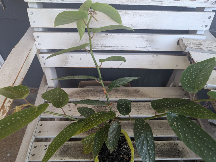 Spotted Angel Wing Begonia