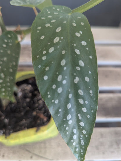 Spotted Angel Wing Begonia