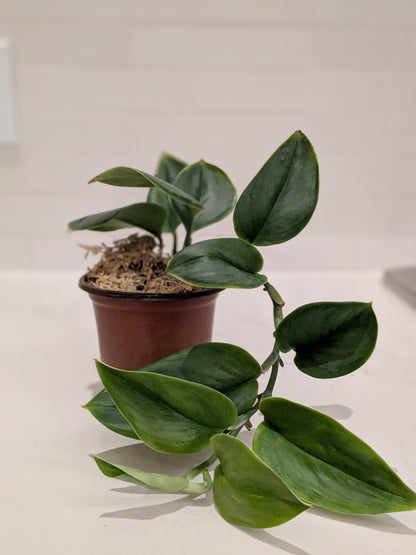 Scindapsus Treubii Moonlight