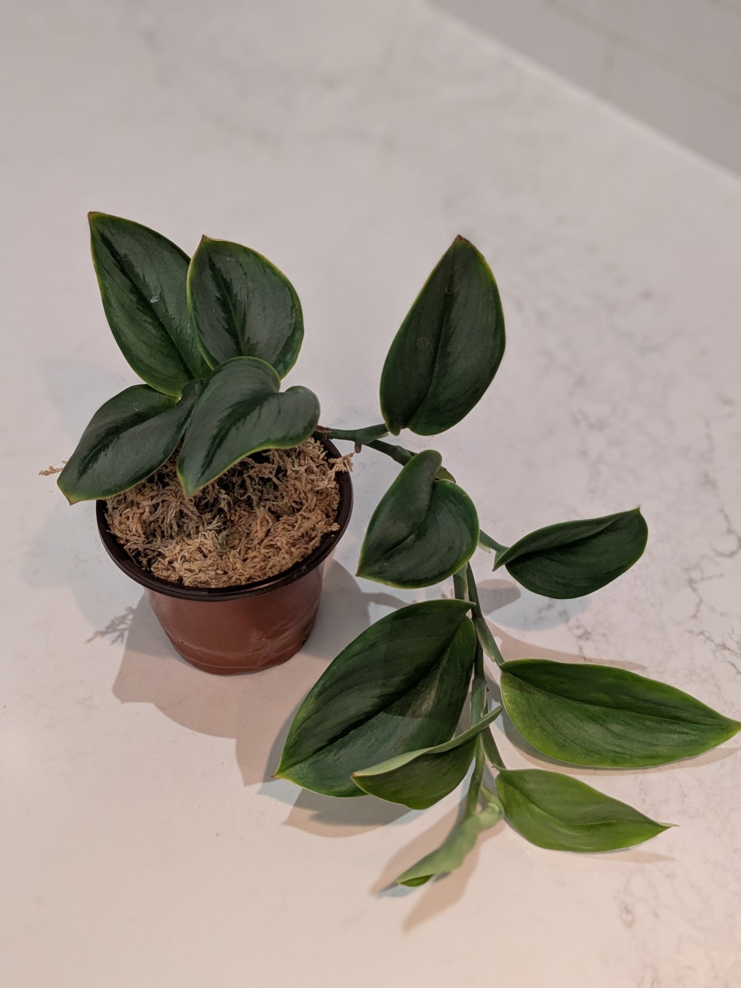 Scindapsus Treubii Moonlight