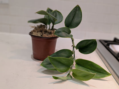 Scindapsus Treubii Moonlight