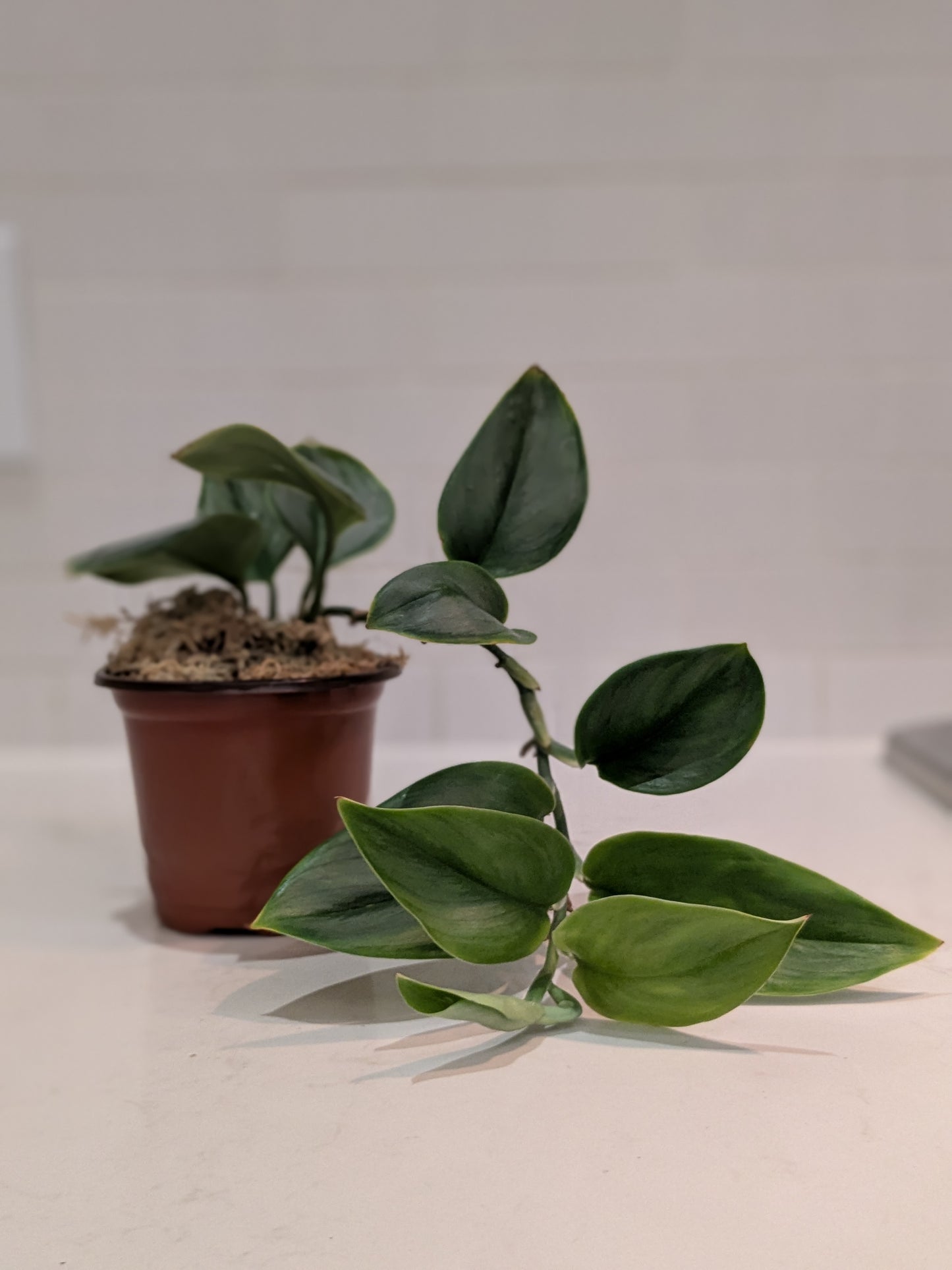 Scindapsus Treubii Moonlight