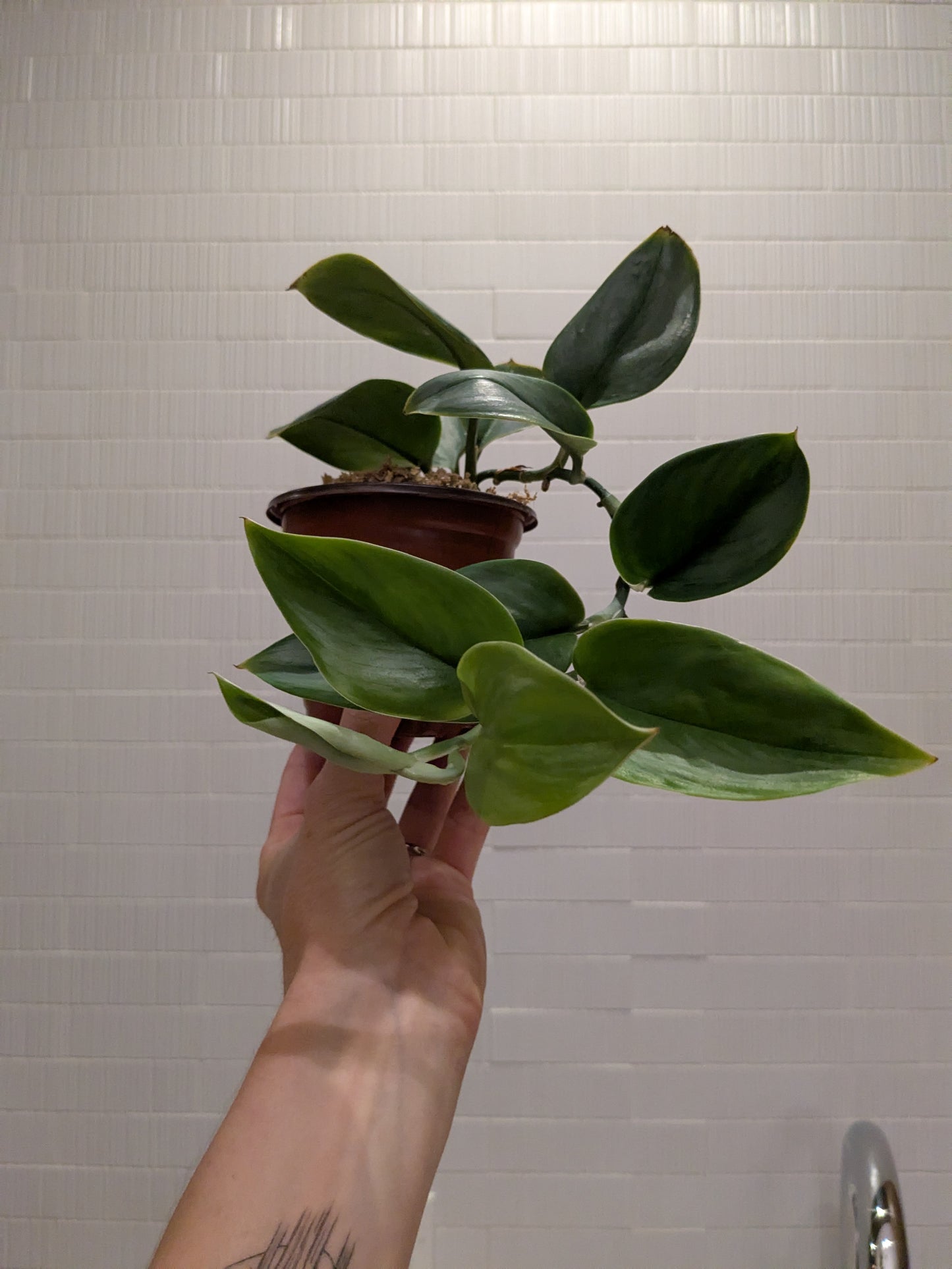 Scindapsus Treubii Moonlight