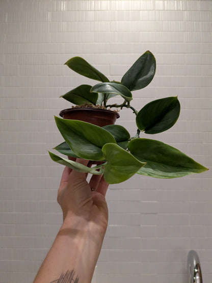 Scindapsus Treubii Moonlight