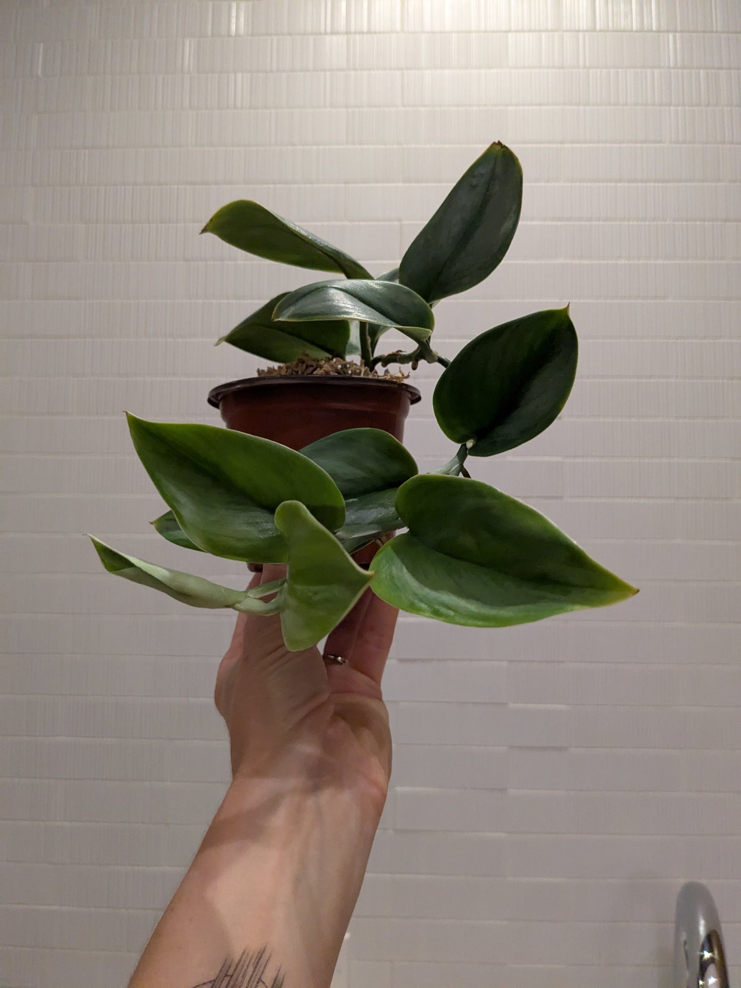 Scindapsus Treubii Moonlight