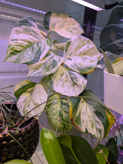 Manjula pothos