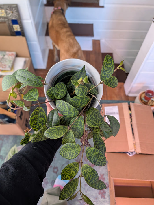 Black pagoda lipstick plant