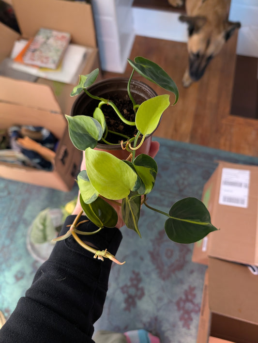 Philodendron brasil