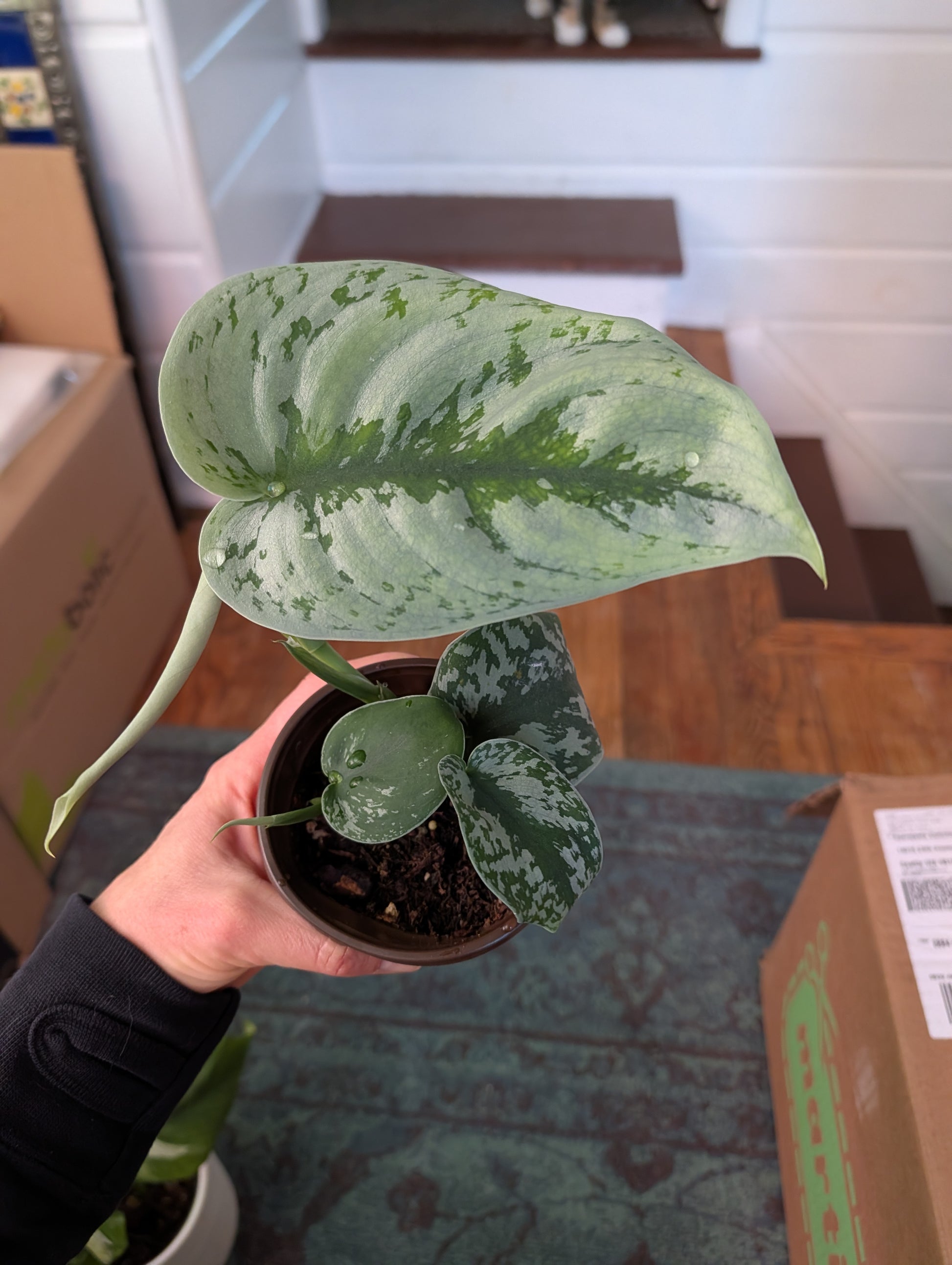 silver satin pothos near me Scindapsus Pictus | Silver Pothos Plant in 4.5” Pot | Silver Satin Pothos Easy-Care Houseplant for sale | Trailing Indoor Plants