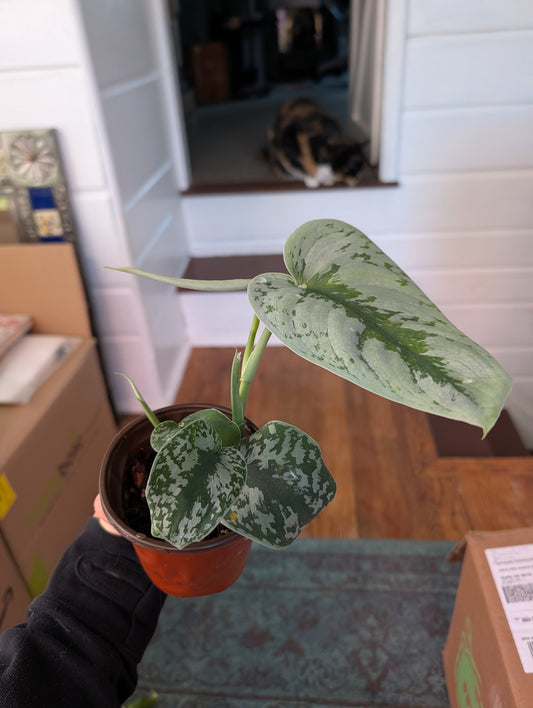 Scindapsus - silver satin pothos