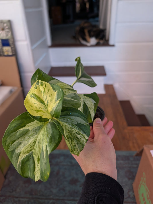 Manjula pothos