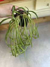 Load image into Gallery viewer, Chlorophytum Comosum &quot;Spider plant&quot; 3.5&#39;
