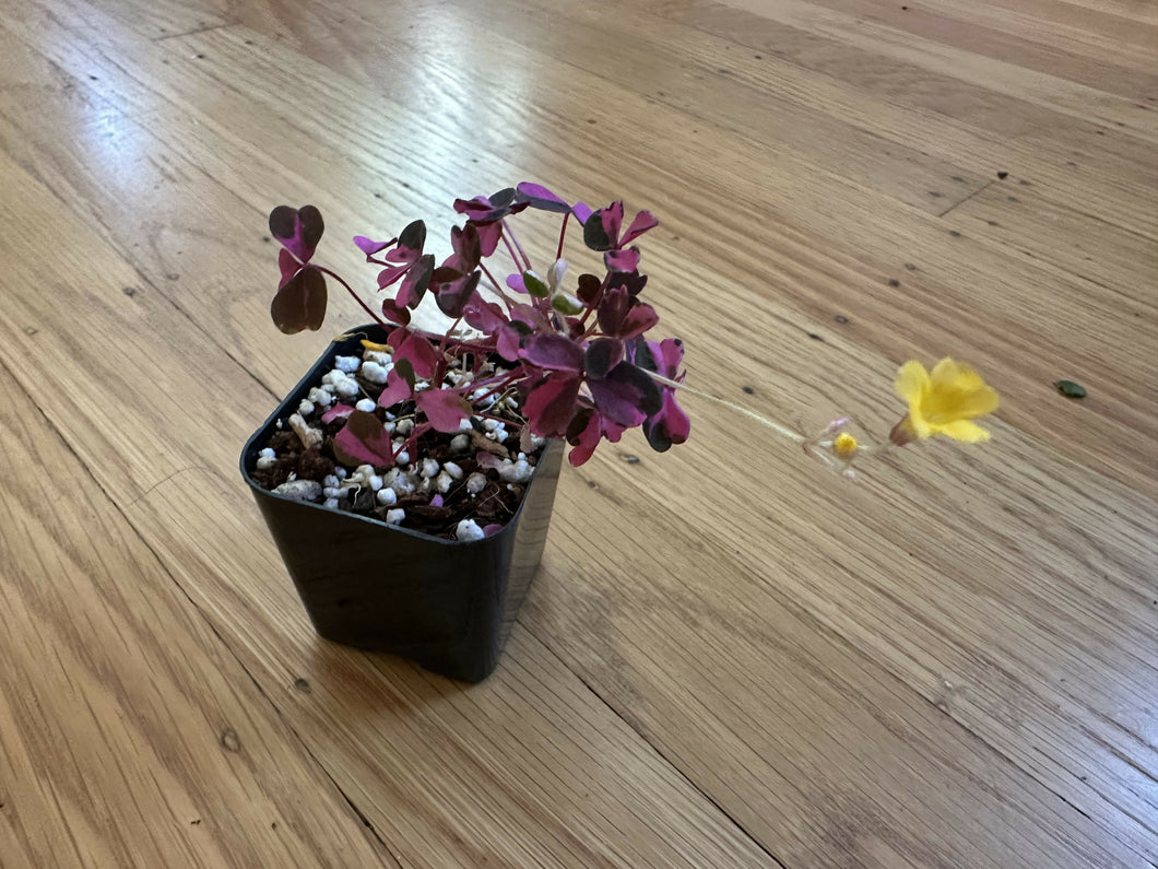 Oxalis bicolor ‘candy cane shamrock’