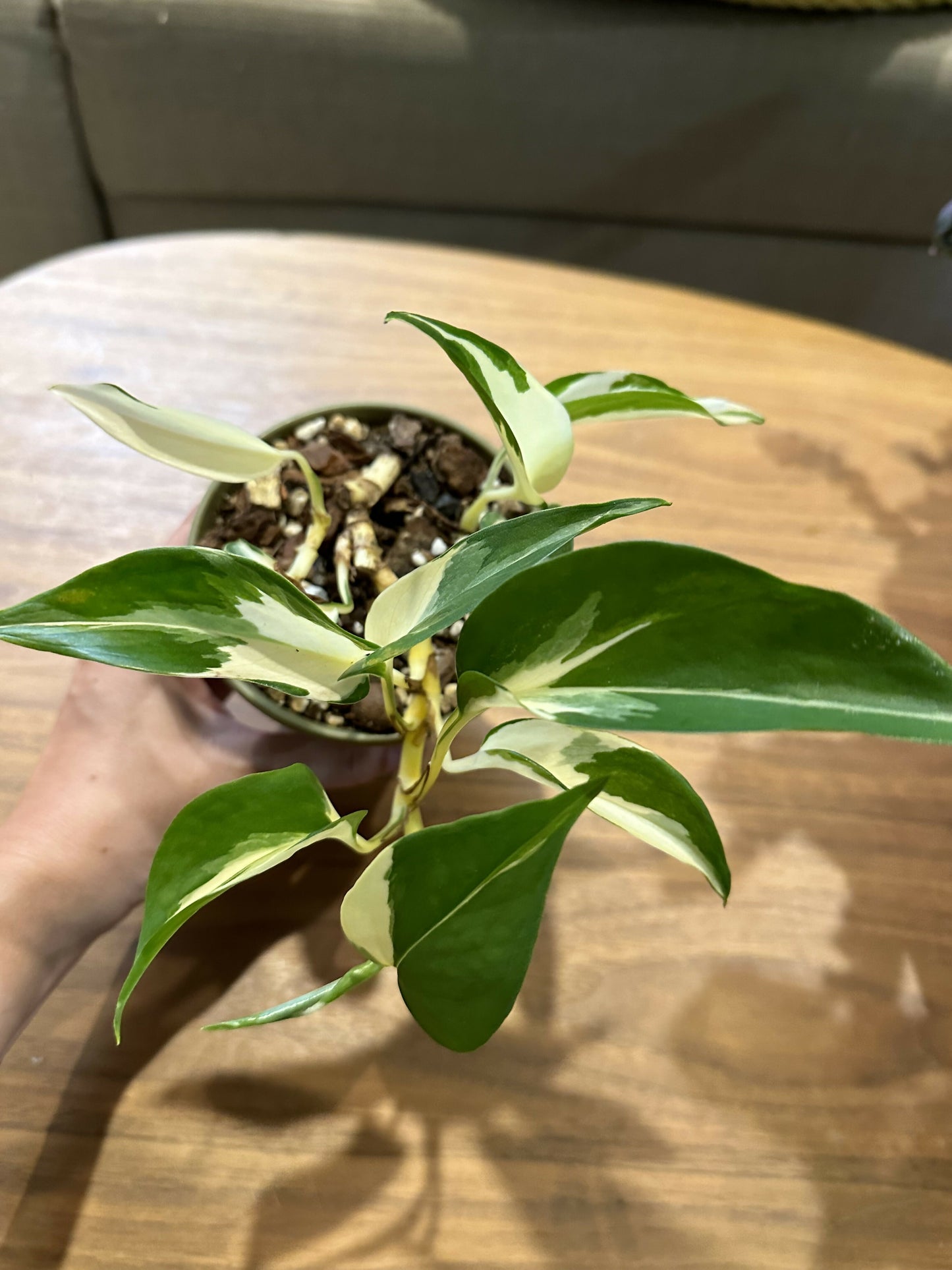 Pothos Epipremnum aureum 'Mutant Manjula'