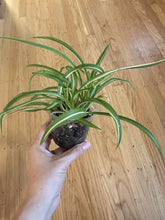 Load image into Gallery viewer, Chlorophytum Comosum &quot;Spider plant&quot;
