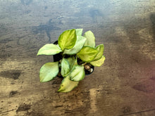 Load image into Gallery viewer, Hoya heuschkeliana variegated 2”
