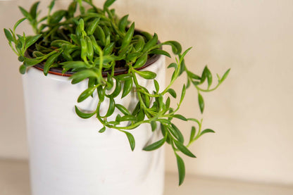 String of Banana's (Senecio radicans)