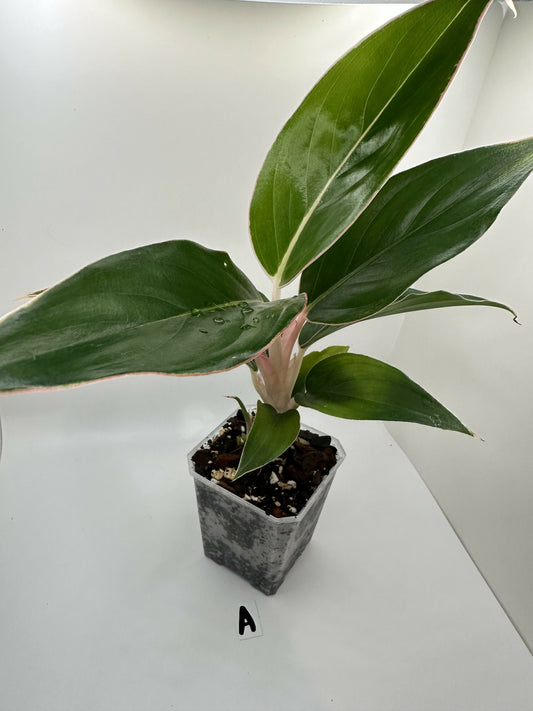 Aglaonema Sapphire Suzanne