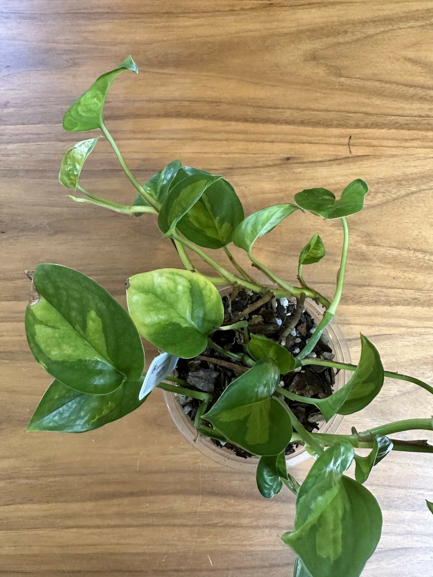 Epipremnum aureum 'Global Green' pothos