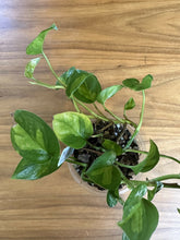 Load image into Gallery viewer, Epipremnum aureum &#39;Global Green&#39; pothos in 4 inch pot
