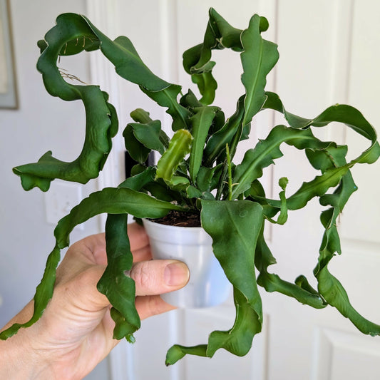 Curly Orchid Cactus (Epiphyllum guatemalense f. monstrose)