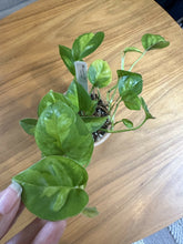 Load image into Gallery viewer, Epipremnum aureum &#39;Global Green&#39; pothos in 4 inch pot
