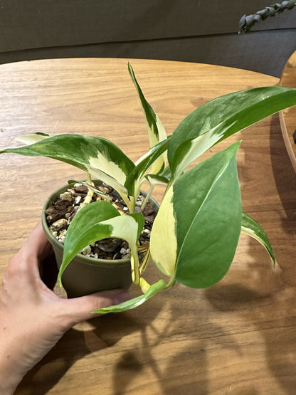 Pothos Epipremnum aureum 'Mutant Manjula'